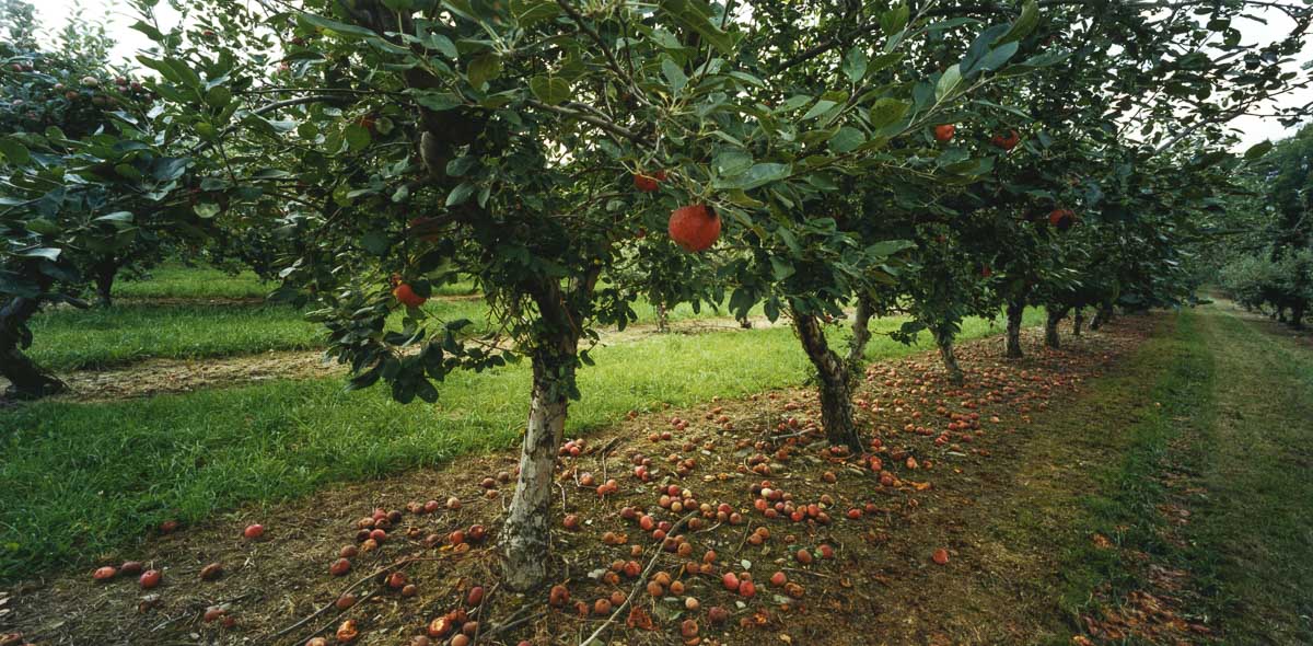 Orchard 1