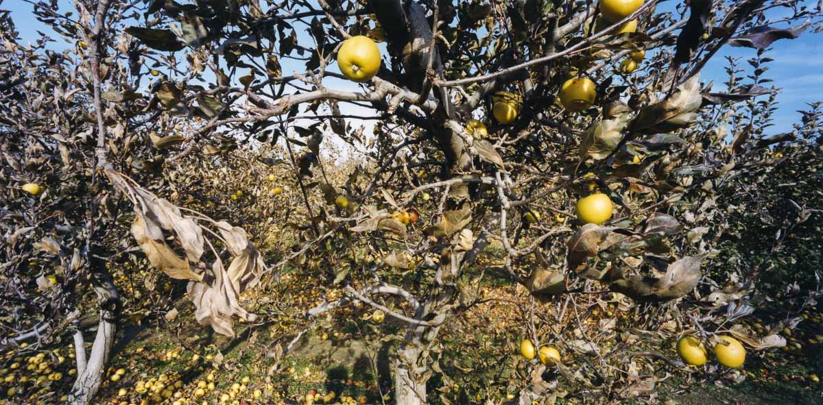Orchard 10
