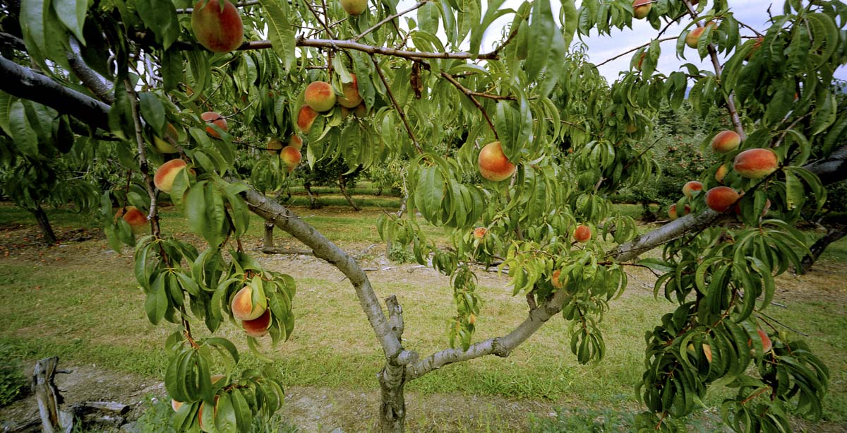Orchard 11