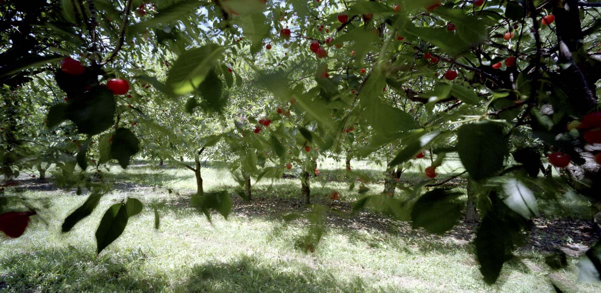 Orchard 12