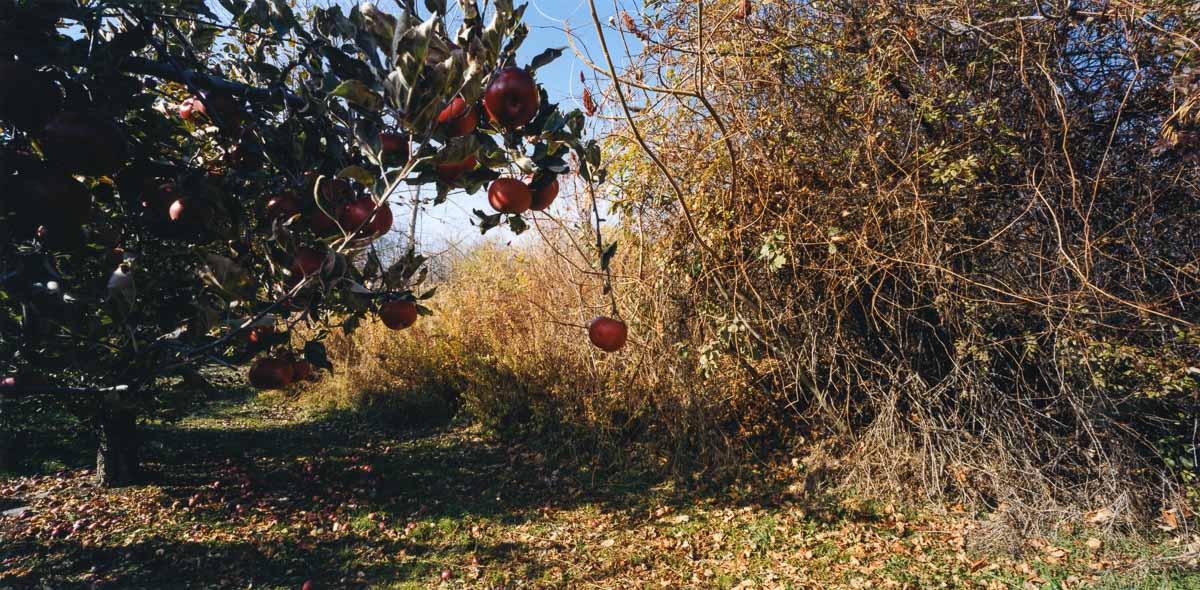 Orchard 2