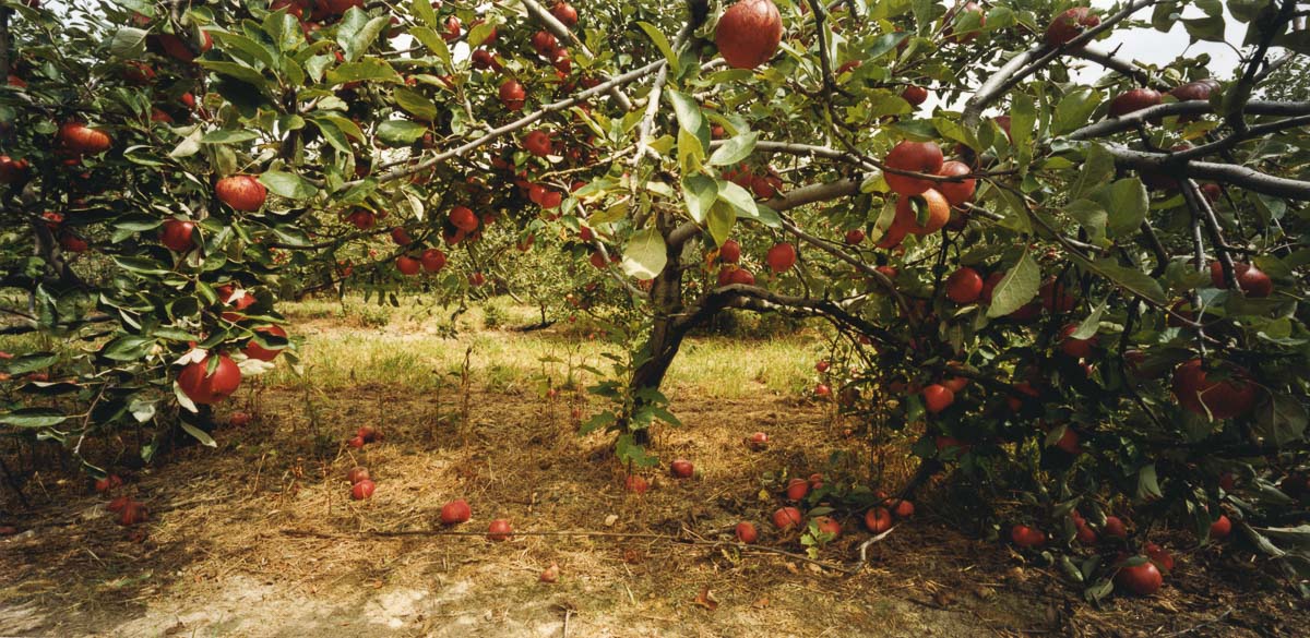 Orchard 3