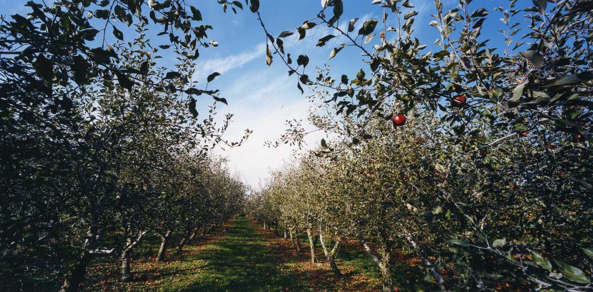 Orchard 4