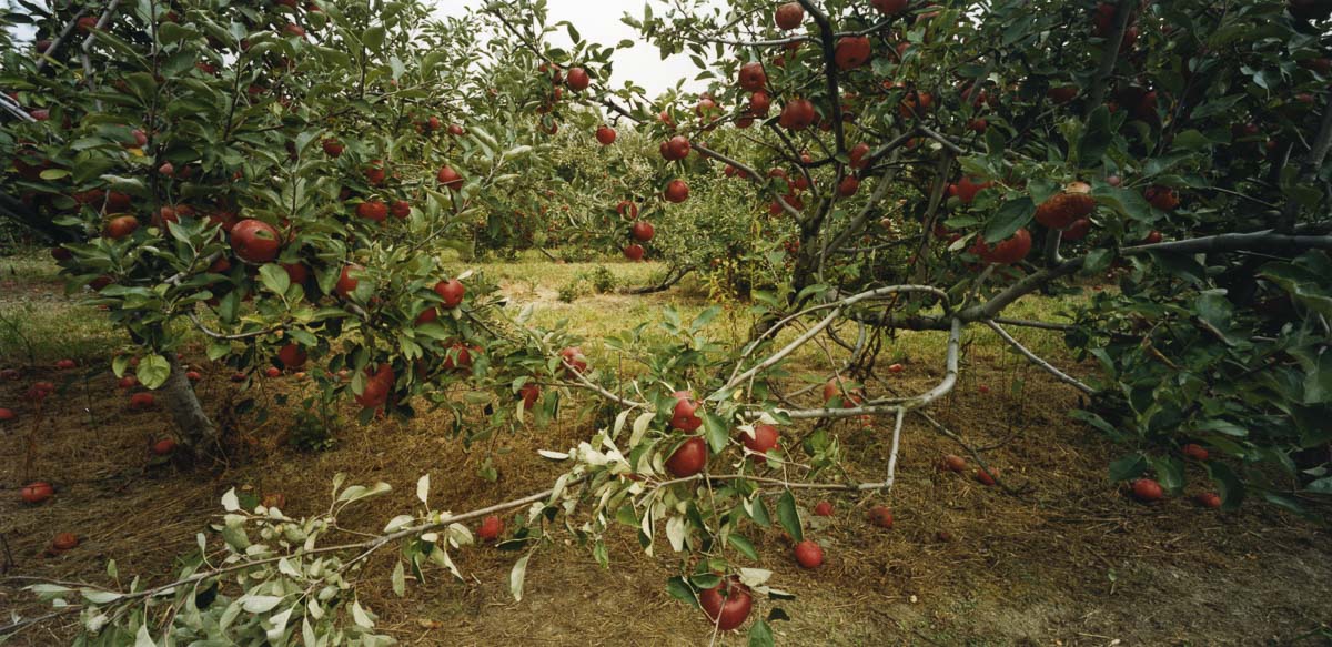 Orchard 5