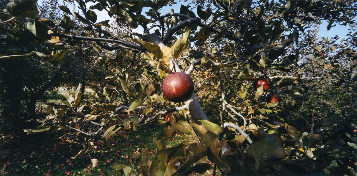 Orchard 6