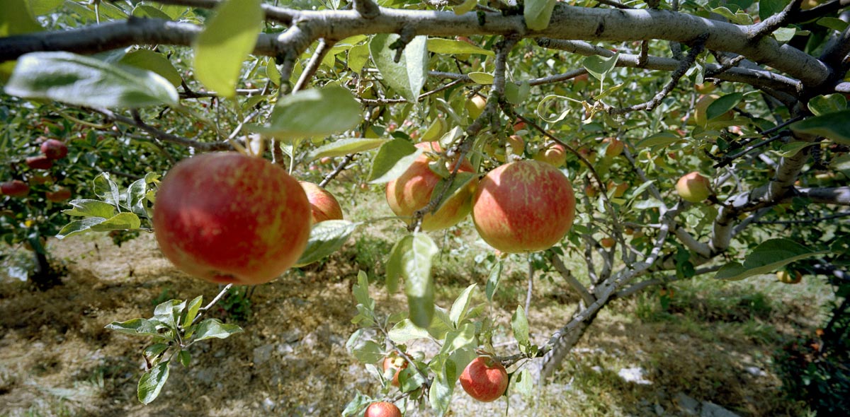 Orchard 7