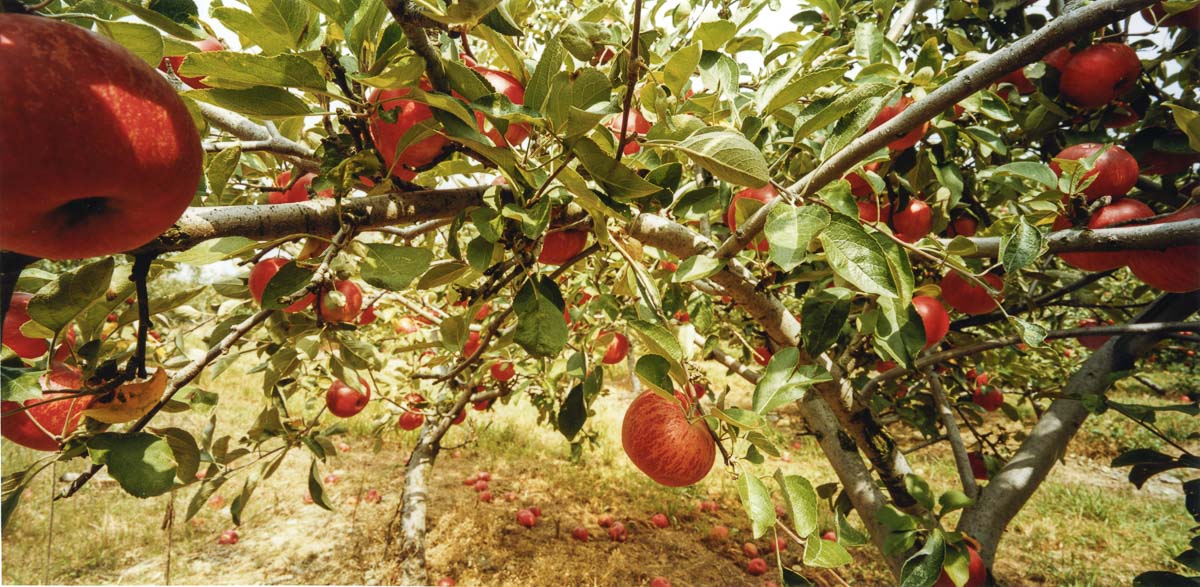 Orchard 8