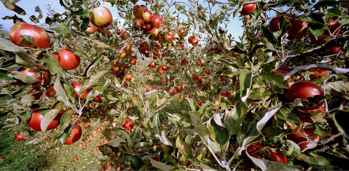 Orchard 9